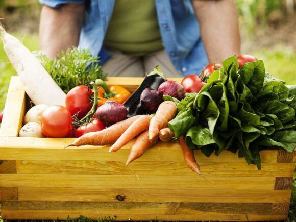 L’alimentation biologique et la restauration durable pour vous